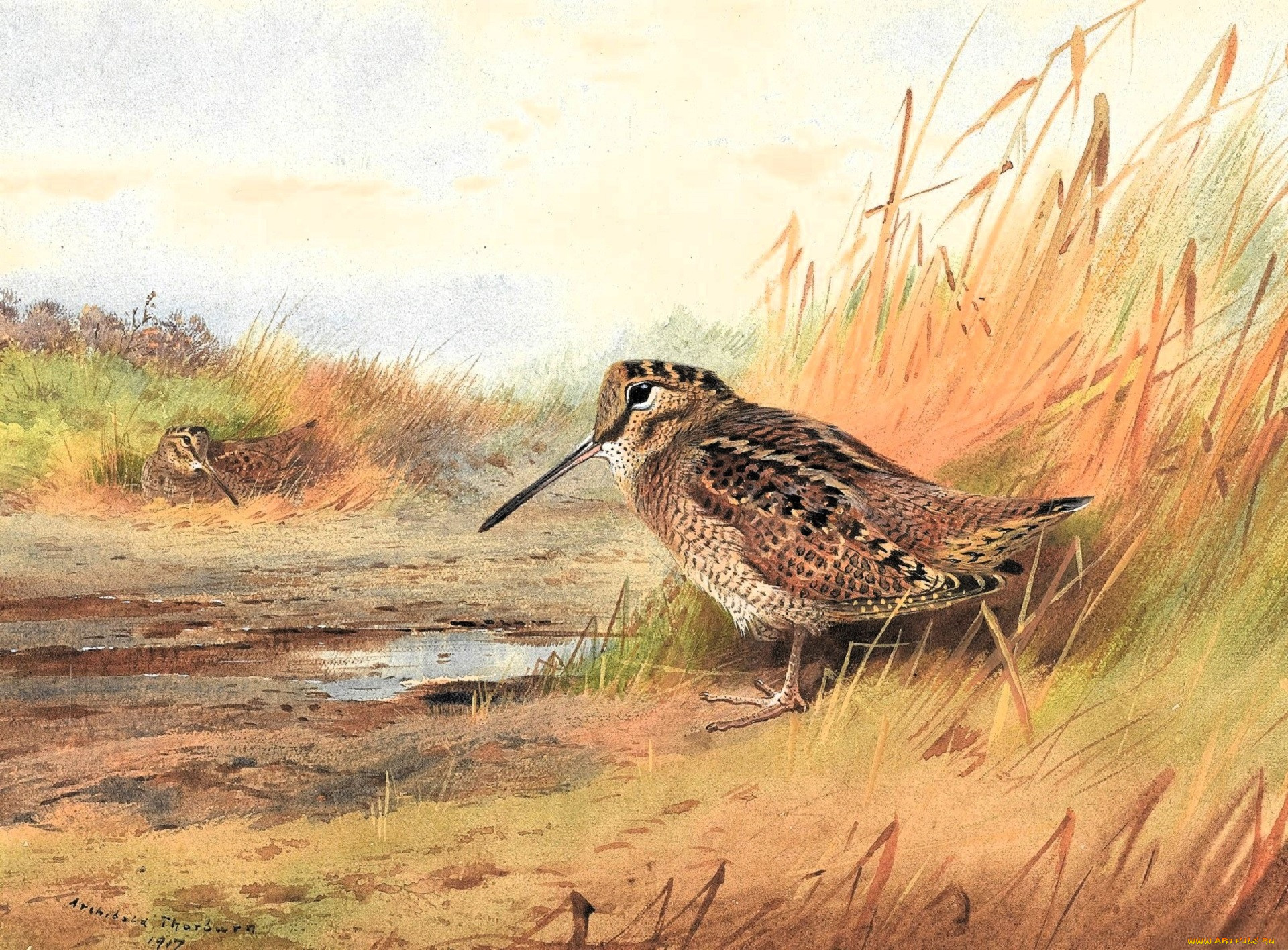 , archibald thorburn, , , 